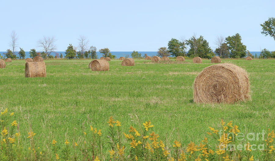 Hay Bales and Goldenrod Photograph by Ann Horn