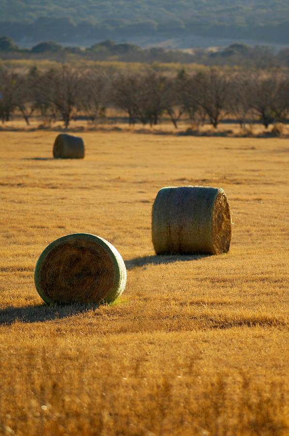 Hay bales Photograph by Jill Reger