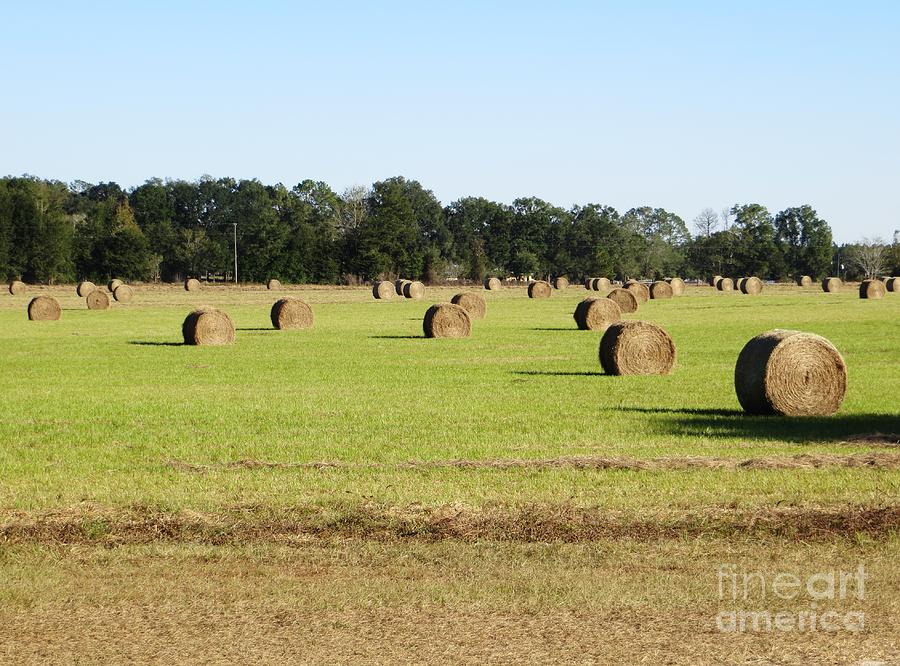 Hay Day Photograph by Tim Townsend