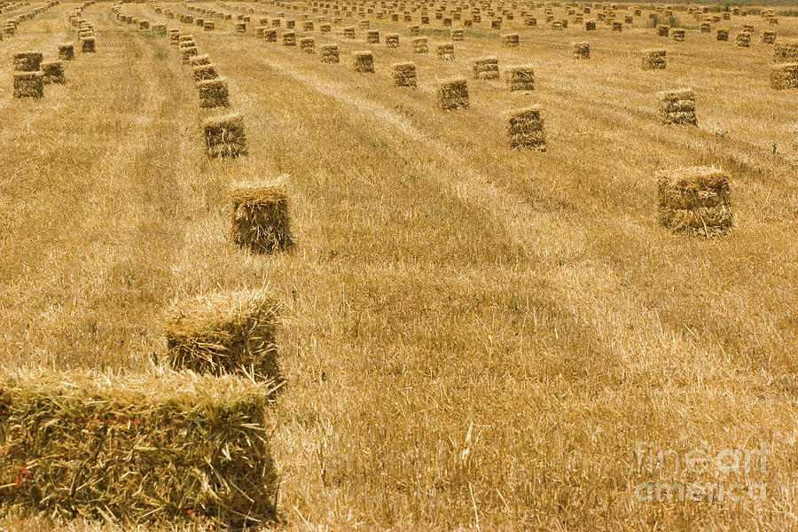 Hay Photograph - Hay Field by Juan Silva