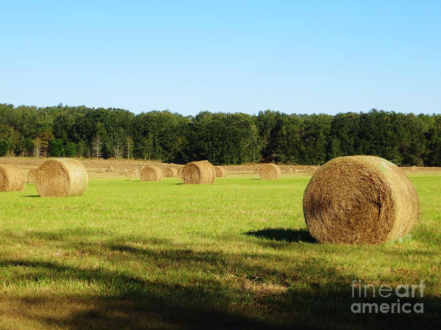 Hay Field Photograph by Tim Townsend