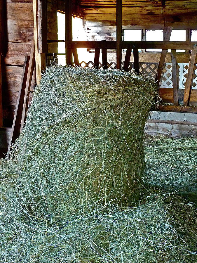Hay Is For Horses Photograph by Diana Hatcher