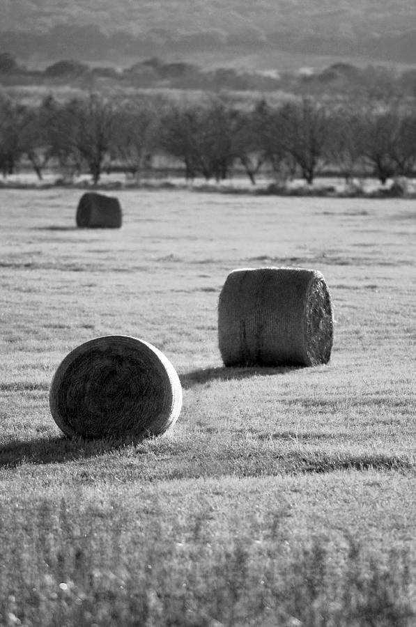 Hay Is For Horses Photograph by Jill Reger