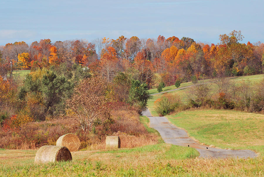 Fall Photograph - HAY by Peter Williams