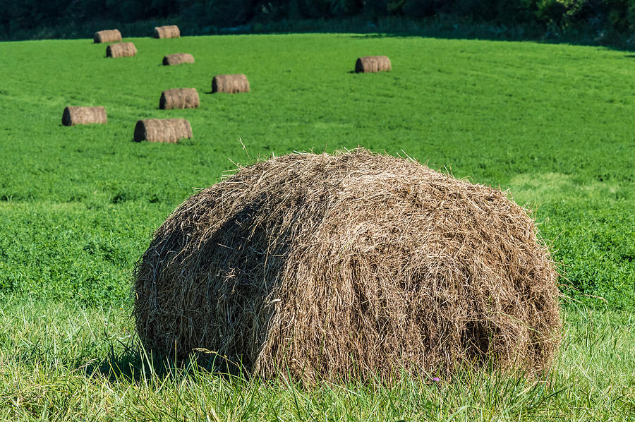 Hay Rolls In Green Field Photograph by Ray Sheley | Fine Art America