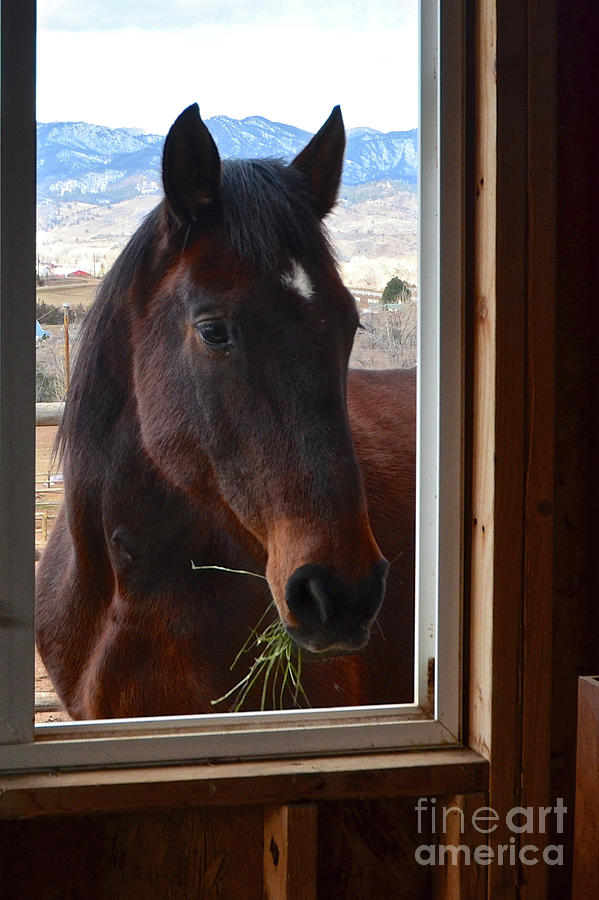 Hay There Photograph by Cindy Schneider