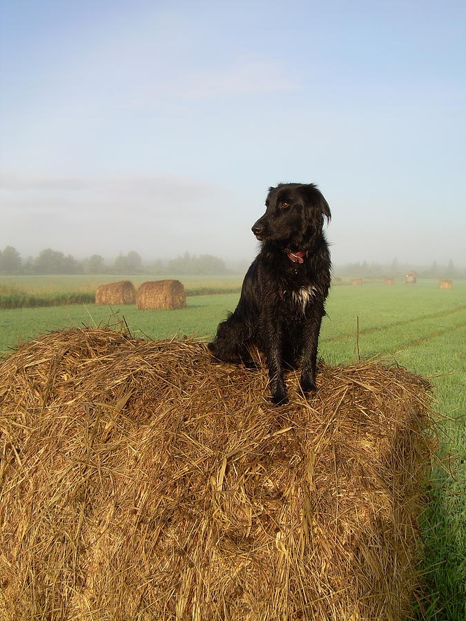 Hay There Black Dog Photograph by Kent Lorentzen