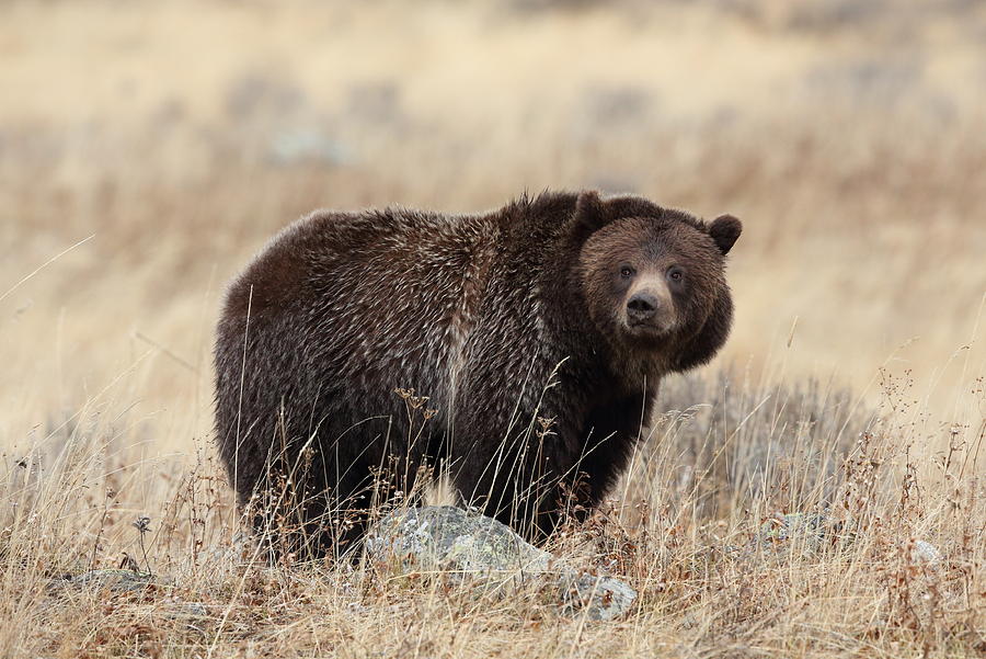 Hayden Valley Grizzly Photograph by Christopher Brownlee - Fine Art America