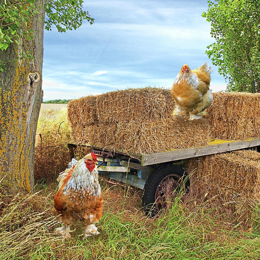 Hayride Chickens Photograph by Gill Billington