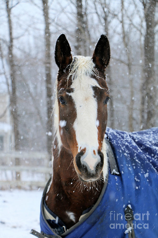 Winter Photograph - Hazel Basil by Elizabeth Dow