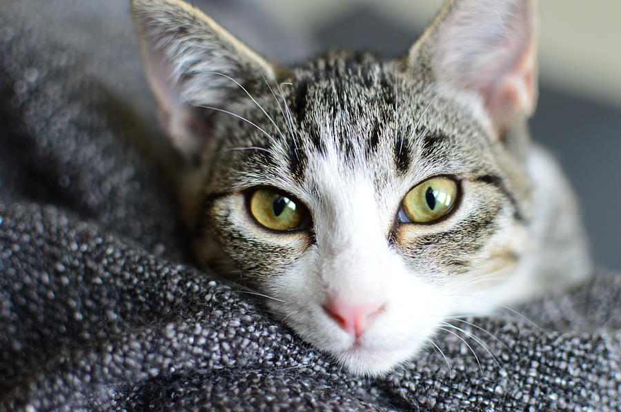 Hazel Eyes Photograph by Natalie Davidson - Fine Art America