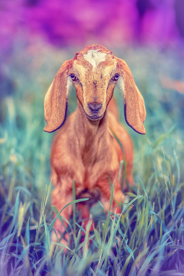 Goat Photograph - Hazel by TC Morgan
