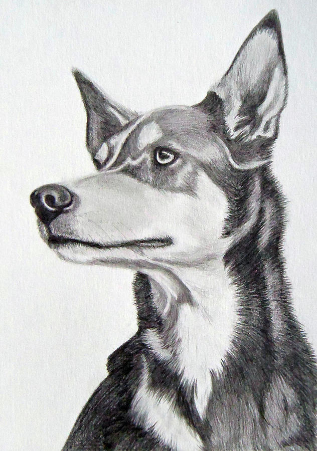 Hazel Drawing by Tracey Sirbello - Fine Art America