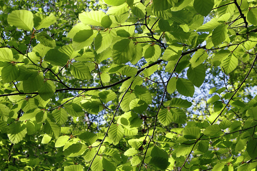 Hazel Tree Leaves Photograph by Kevin Round - Pixels