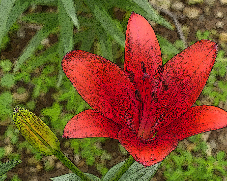 Hazelles Red Lily Digital Art by Jana Russon