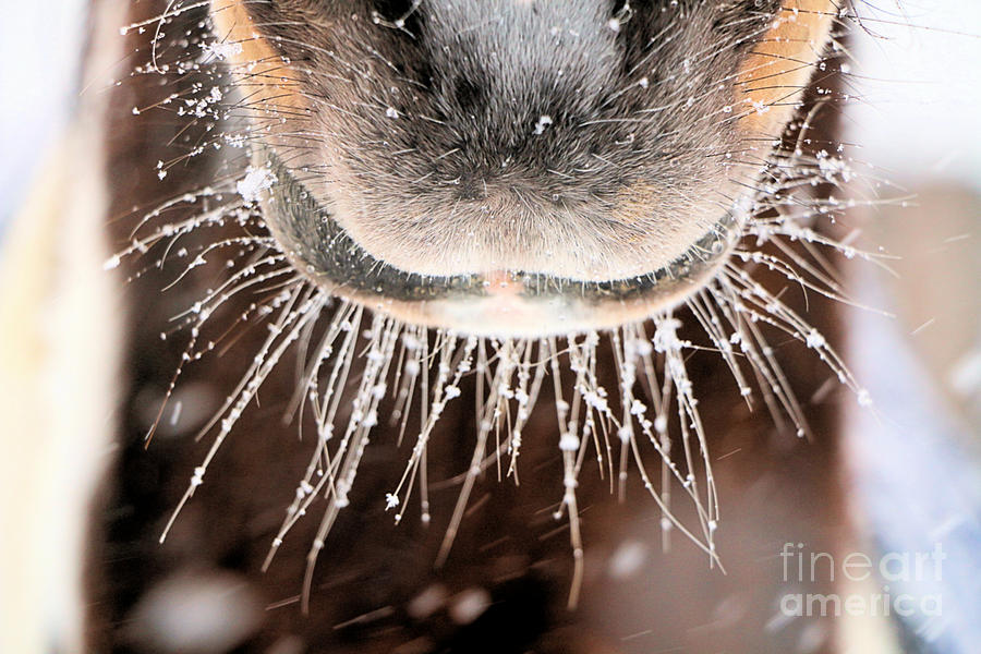 Hazels Snowy Whiskers Photograph