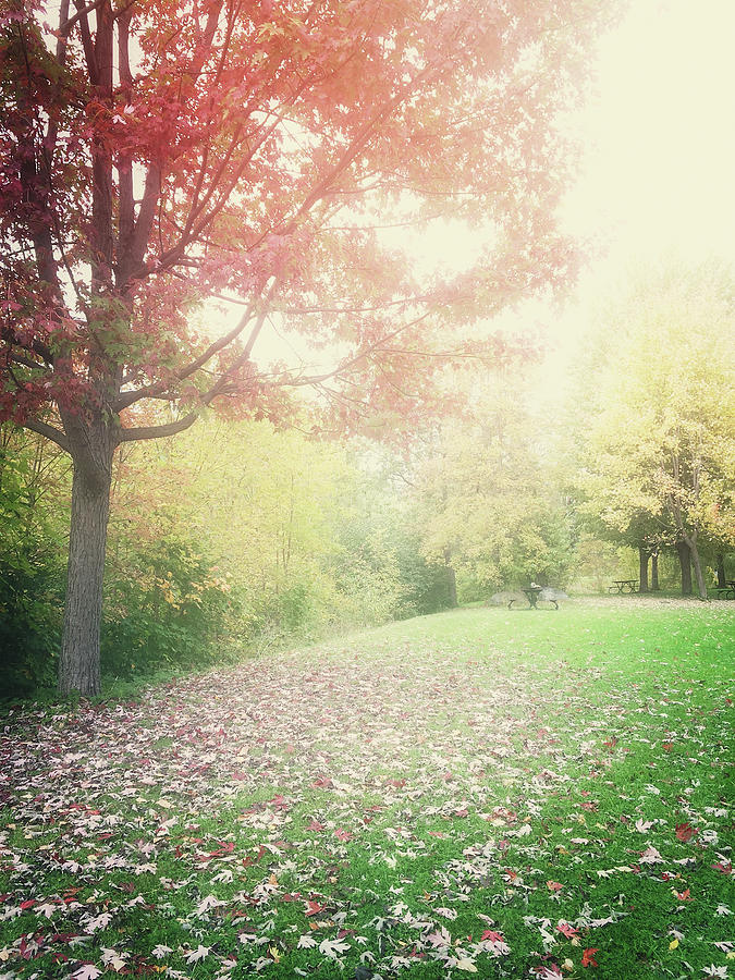 Tree Photograph - Hazy autumn landscape by GoodMood Art