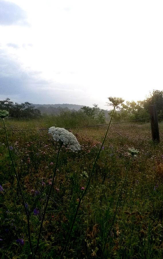 Hazy Day of Wildflowers Photograph by Maria Urso
