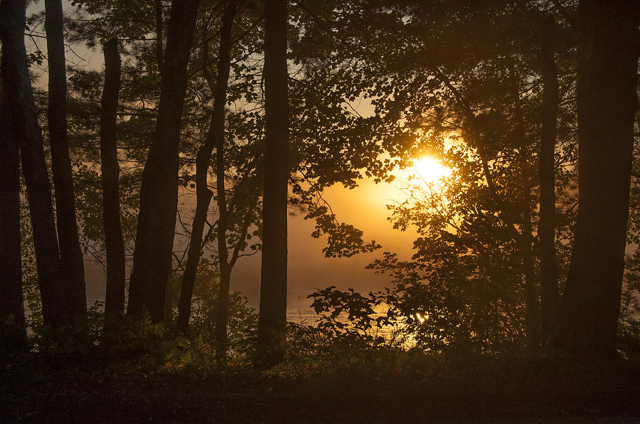 Hazy Morning Sunrise Through the Trees Photograph by Donna Doherty