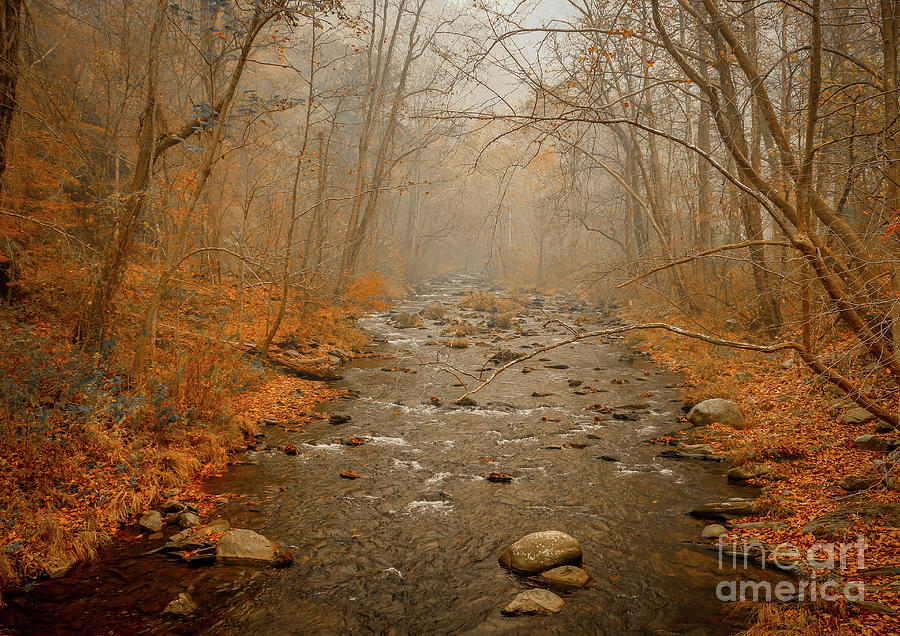 Tree Photograph - Hazy Mountain Stream by Tom Claud