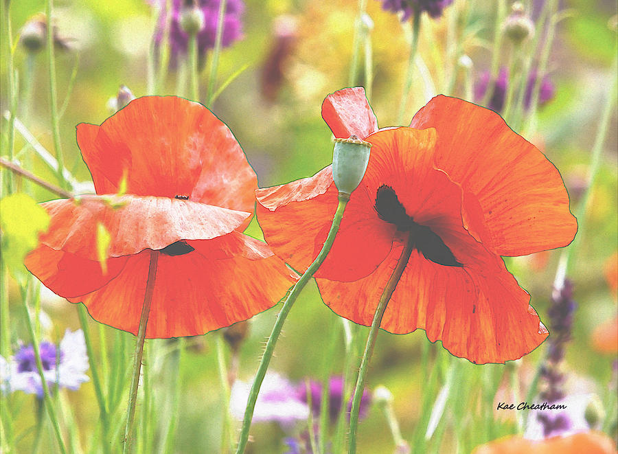 Hazy Poppies and Field Digital Art by Kae Cheatham Hazy Poppies and Field Digital Art by Kae Cheatham