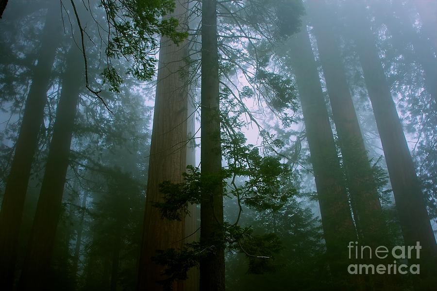 Sequoia National Park Photograph - Hazy Sequoia Forest - green by Hideaki Sakurai