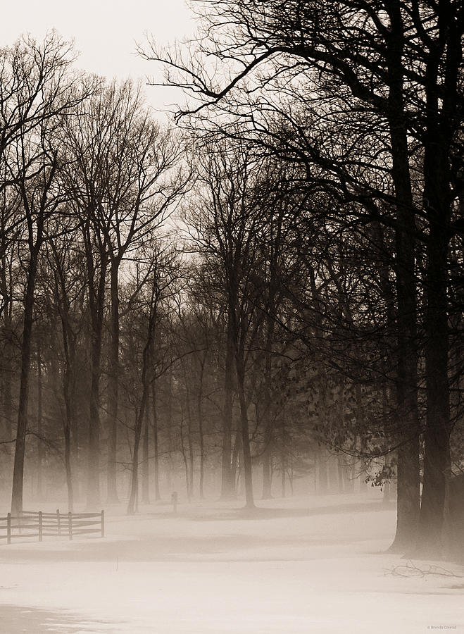 Winter Photograph - Hazy Shade of Winter by Dark Whimsy