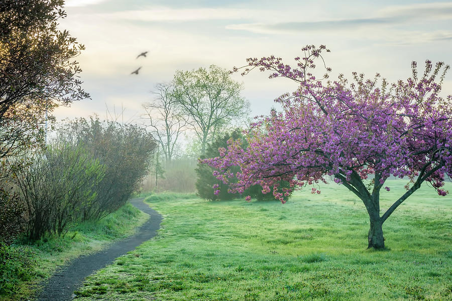 Hazy Spring Morning Photograph by June Marie Sobrito