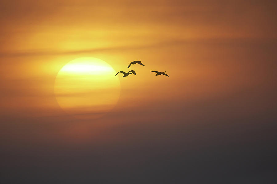 Hazy Sunset Flyers Photograph by Brook Burling