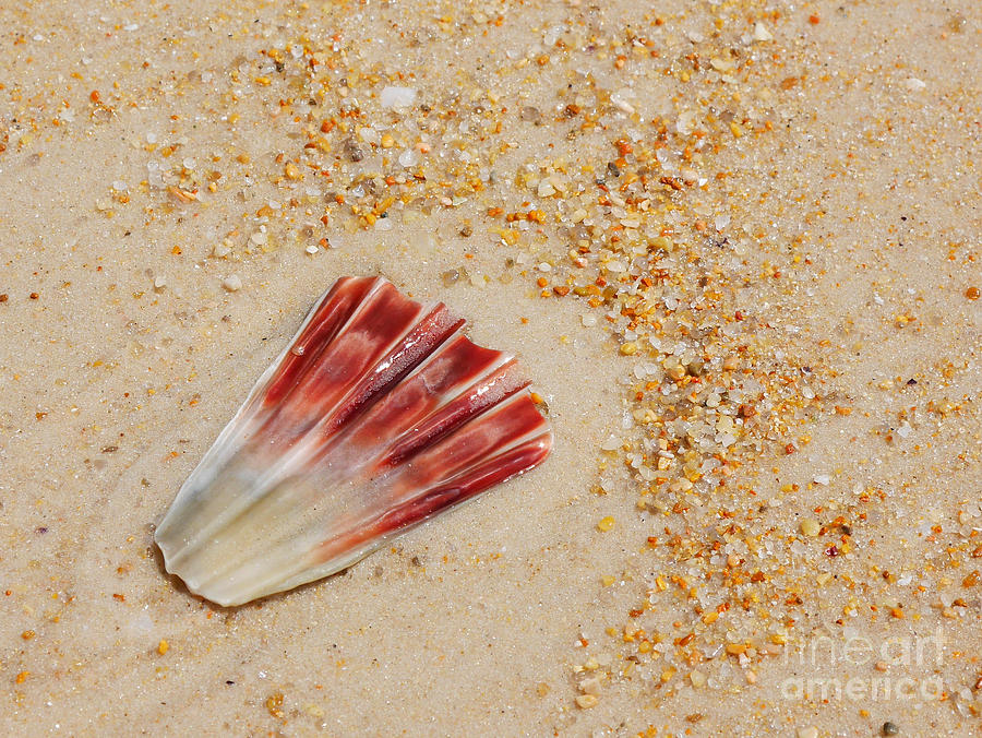 Hazzards Beach Sea Shell Photograph by Lexa Harpell