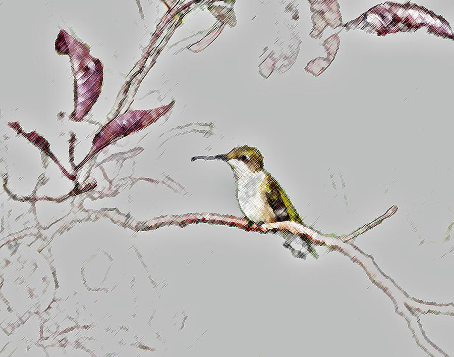 Hummingbird #22 Photograph by John Freidenberg