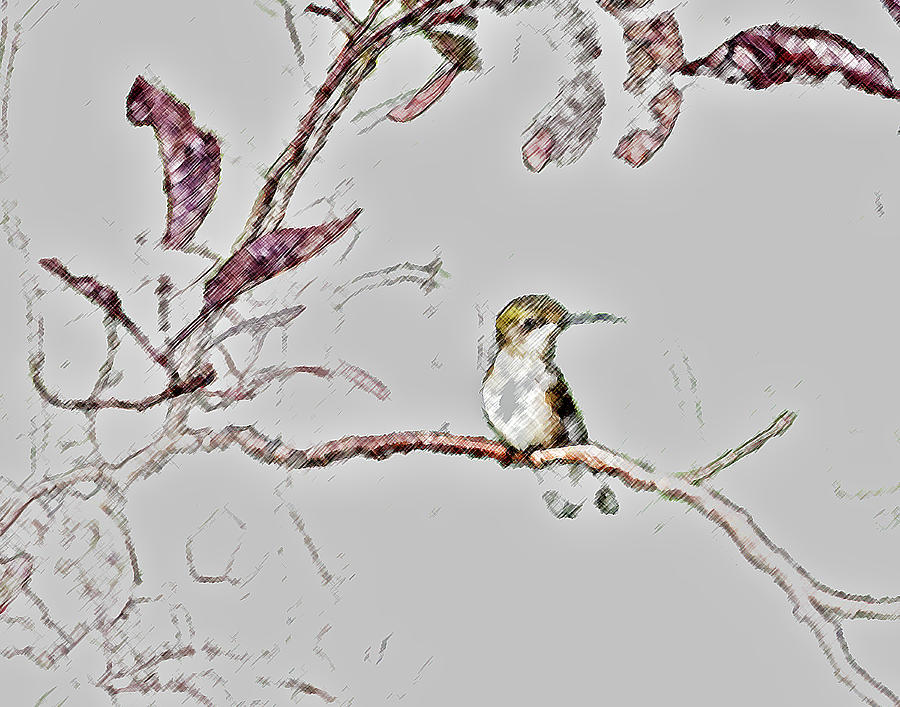 Hummingbird #8 Photograph by John Freidenberg