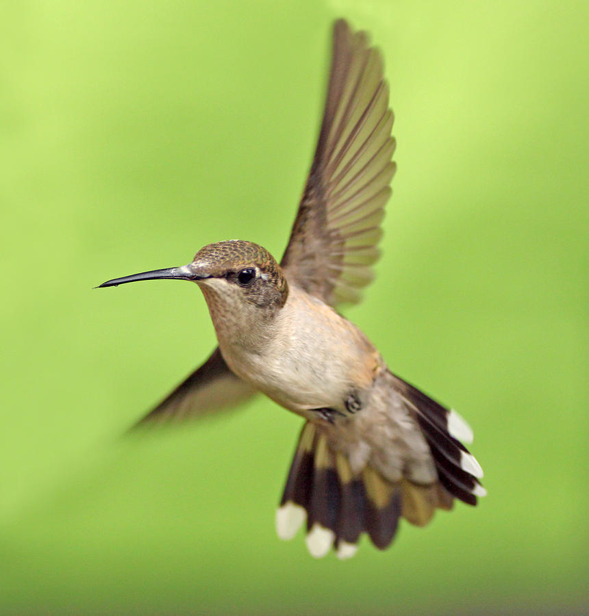 Hummingbird Photograph - HB2 by Kitty Ellis