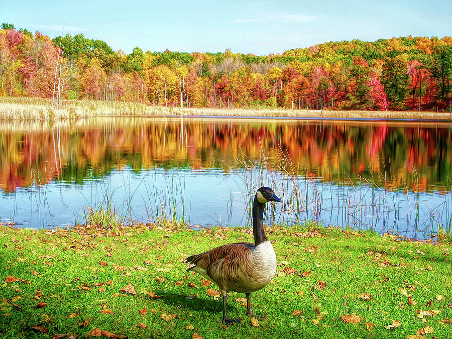 HDR Autumn Pond Goose Photograph by Aimee L Maher ALM GALLERY