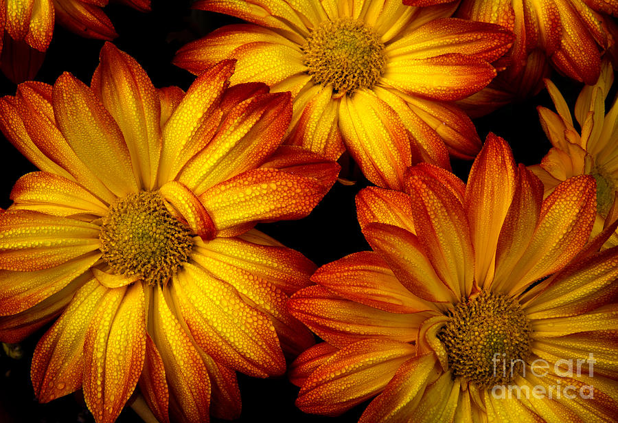 HDR Flowers Photograph by Douglas Stucky