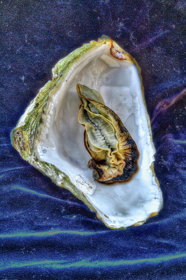 HDR Oyster June2013_32_3_4 Photograph by Andy Frasheski - Fine Art America