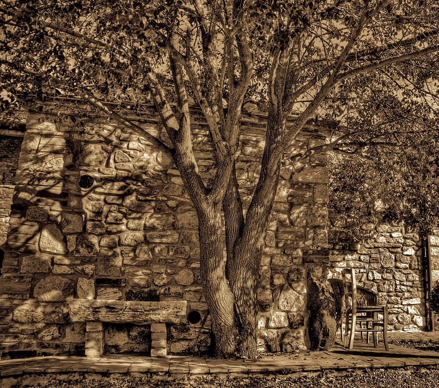 HDR sepia tree Photograph by Andrea Barbieri