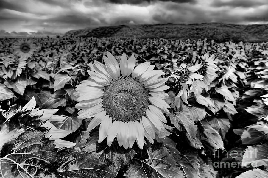 Nature Photograph - HDR Sunflower Field. by W Scott McGill
