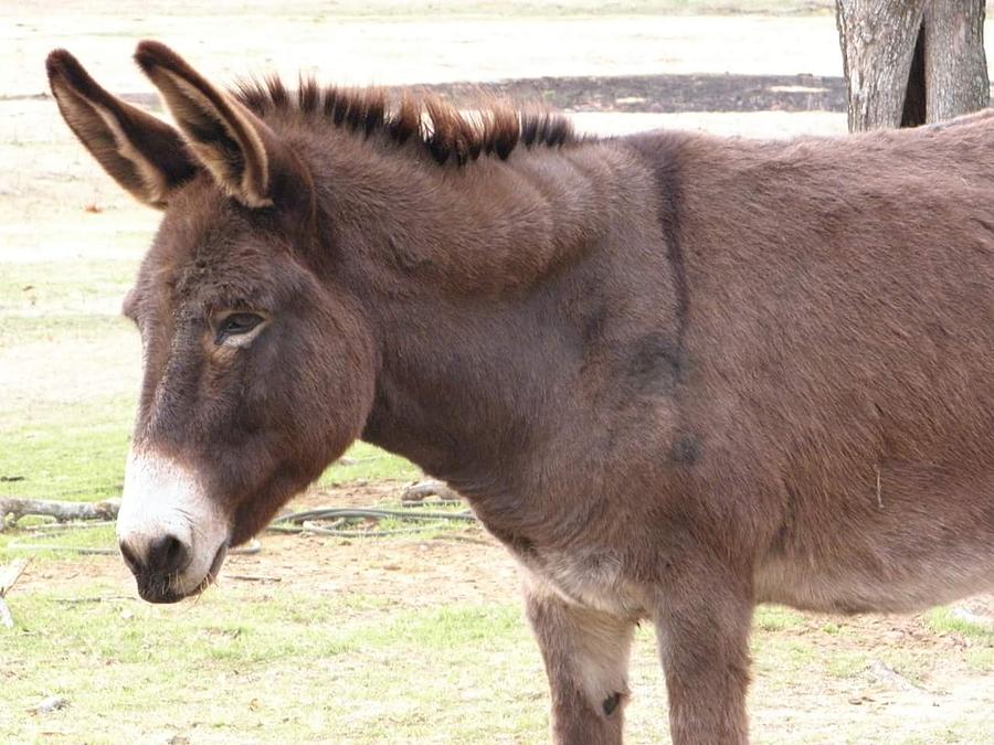 He Haw He Haw Photograph by Cindy Riley - Pixels