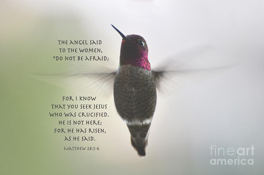 Hummingbird Photograph - He Is Not Here Easter Card by Debby Pueschel