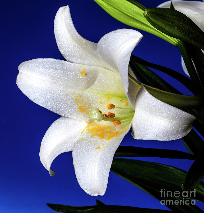 Lily Photograph - He Is Risen by Doug Norkum