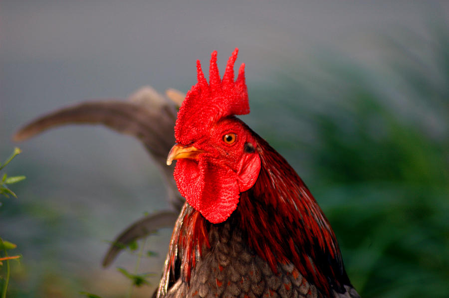Rooster Photograph - He is the first in the morning by Susanne Van Hulst