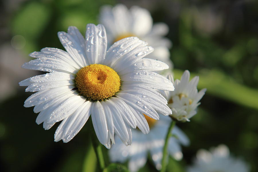 He loves me Photograph by Beverly Wilkens - Fine Art America