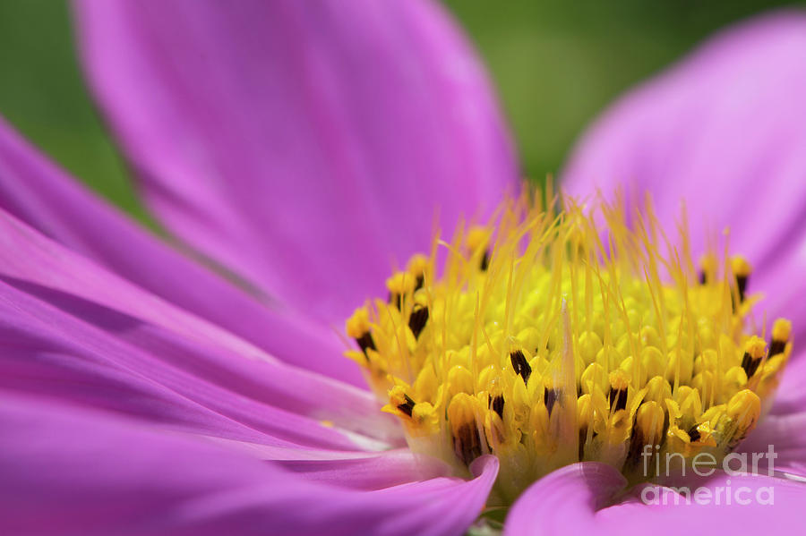 He loves me he loves me not Pink Daisy Yellow Center Photograph by David Zanzinger