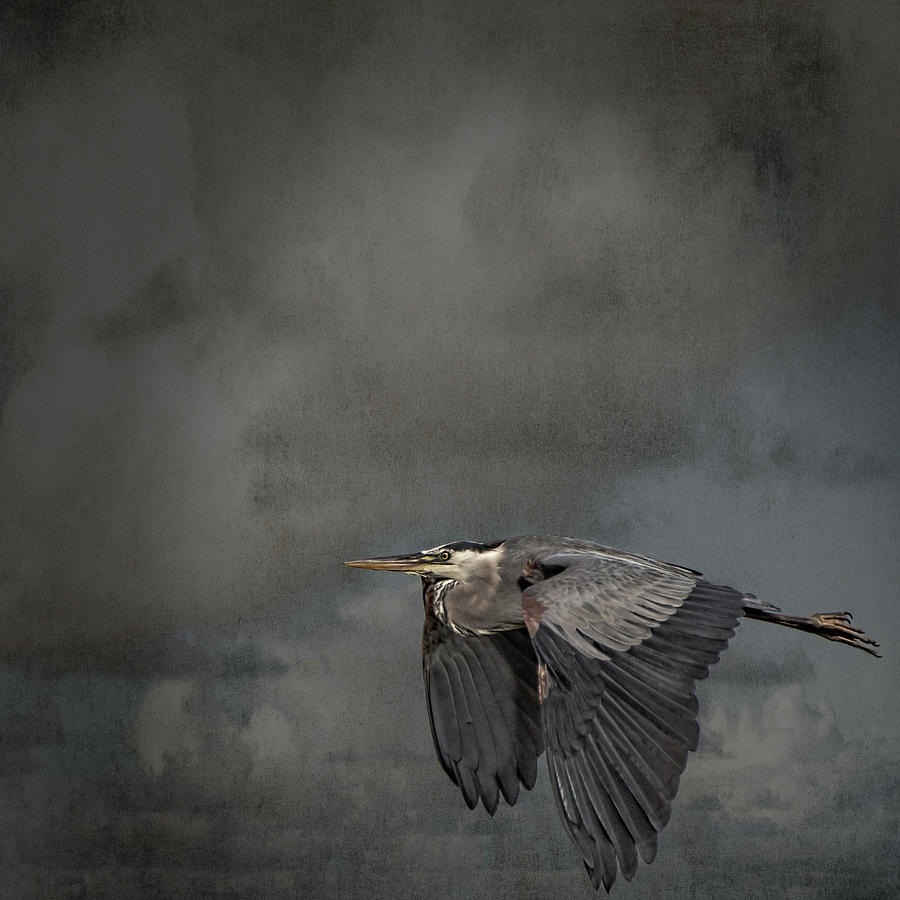He Returns Solo Photograph by Mike Gifford