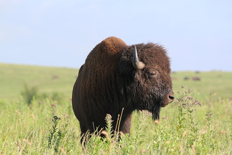Bison Photograph - He stands alone  by Laine Smith