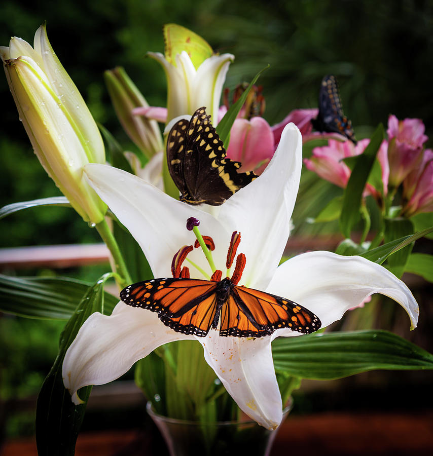 He Still Gives Me Butterflies Photograph by Karen Wiles