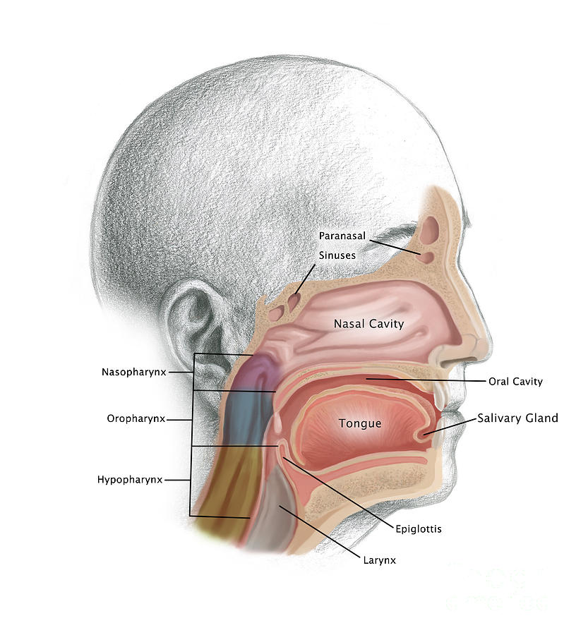 Head And Neck Cancer, Illustration Photograph by Spencer Sutton - Fine ...