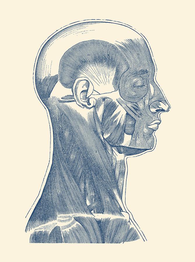 neck anatomy sketch