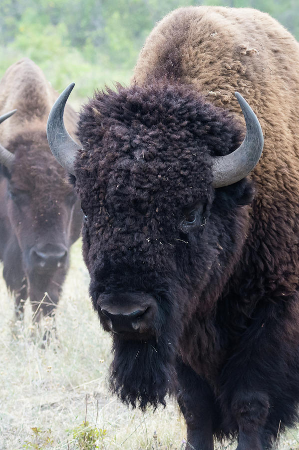 Head Bison Photograph by Mark Little